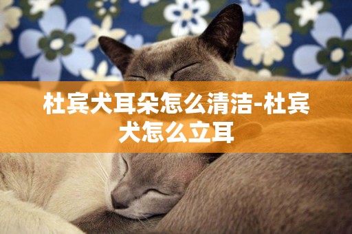 杜賓犬耳朵怎么清潔-杜賓犬怎么立耳