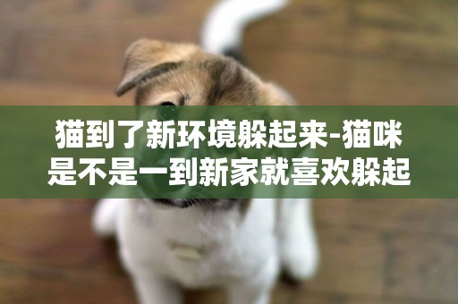 貓到了新環境躲起來-貓咪是不是一到新家就喜歡躲起來