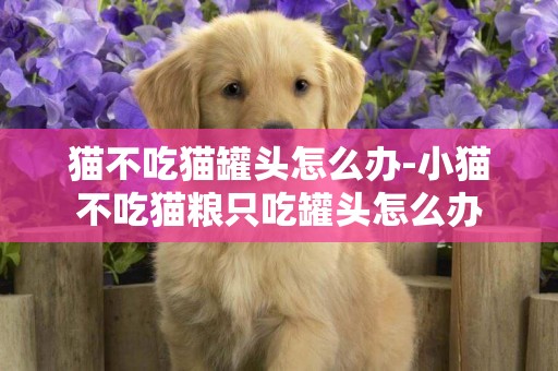 貓不吃貓罐頭怎么辦-小貓不吃貓糧只吃罐頭怎么辦