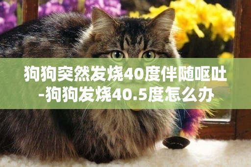 狗狗突然發燒40度伴隨嘔吐-狗狗發燒40.5度怎么辦