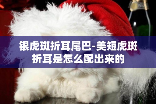 銀虎斑折耳尾巴-美短虎斑折耳是怎么配出來的