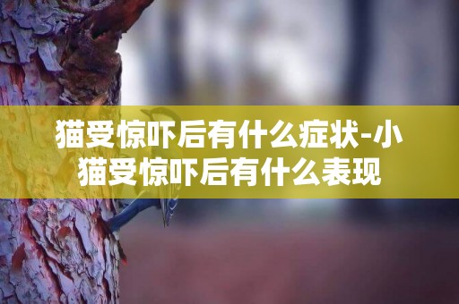 貓受驚嚇后有什么癥狀-小貓受驚嚇后有什么表現