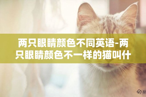 兩只眼睛顏色不同英語-兩只眼睛顏色不一樣的貓叫什么？