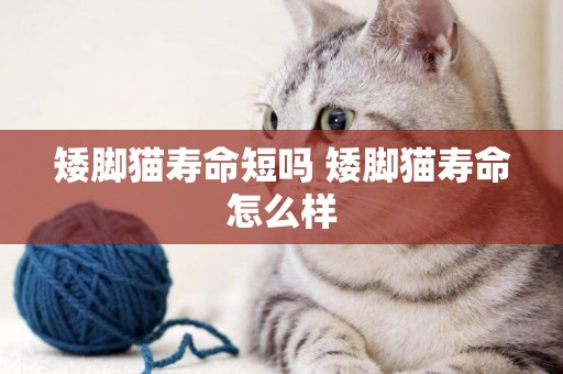 矮腳貓壽命短嗎 矮腳貓壽命怎么樣