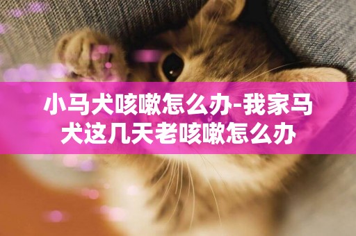 小馬犬咳嗽怎么辦-我家馬犬這幾天老咳嗽怎么辦