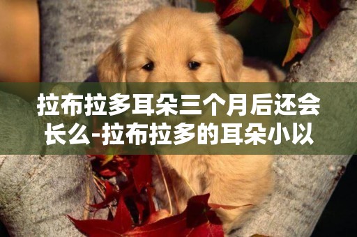 拉布拉多耳朵三個月后還會長么-拉布拉多的耳朵小以后會大嗎