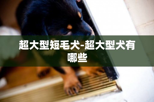 超大型短毛犬-超大型犬有哪些