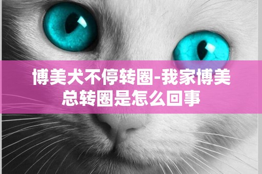 博美犬不停轉圈-我家博美總轉圈是怎么回事