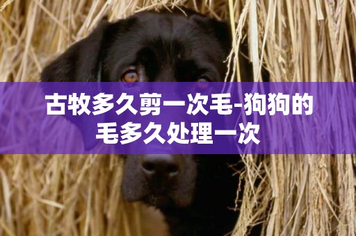 古牧多久剪一次毛-狗狗的毛多久處理一次