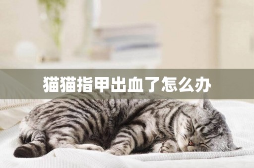 貓貓指甲出血了怎么辦