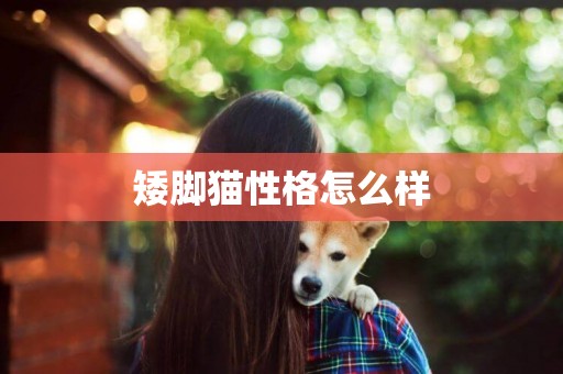 矮腳貓性格怎么樣