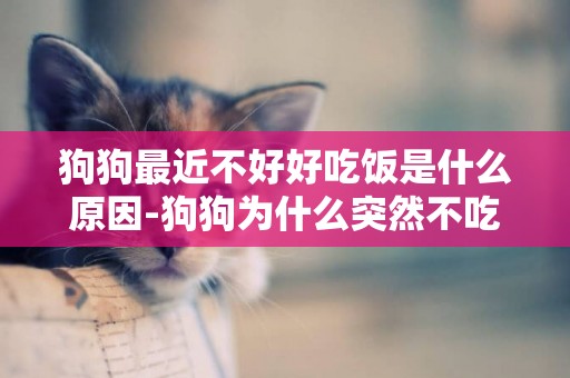狗狗最近不好好吃飯是什么原因-狗狗為什么突然不吃飯。？