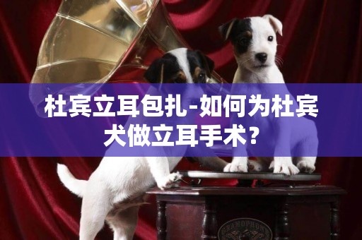 杜賓立耳包扎-如何為杜賓犬做立耳手術？