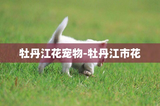 牡丹江花寵物-牡丹江市花