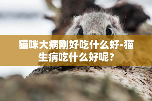 貓咪大病剛好吃什么好-貓生病吃什么好呢？