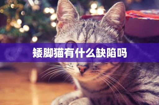 矮腳貓有什么缺陷嗎