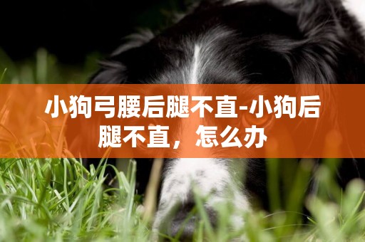 小狗弓腰后腿不直-小狗后腿不直，怎么辦