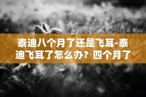 泰迪八個月了還是飛耳-泰迪飛耳了怎么辦？四個月了！