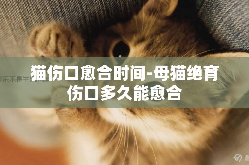 貓傷口愈合時間-母貓絕育傷口多久能愈合