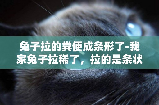兔子拉的糞便成條形了-我家兔子拉稀了，拉的是條狀的屎，不是一粒一粒的，怎么治啊