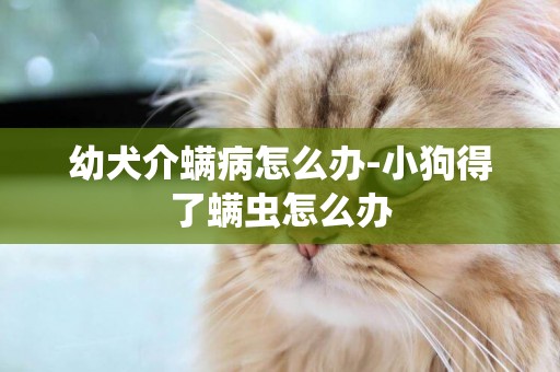 幼犬介螨病怎么辦-小狗得了螨蟲怎么辦