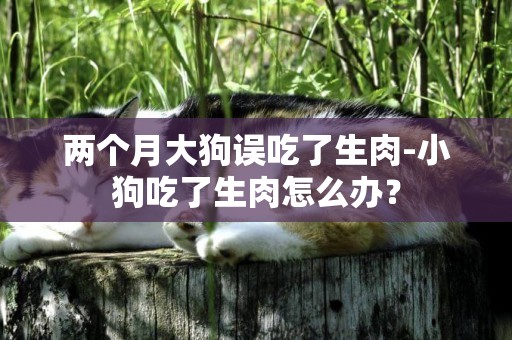 兩個月大狗誤吃了生肉-小狗吃了生肉怎么辦？