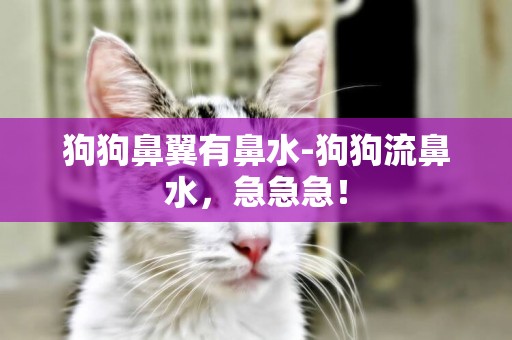 狗狗鼻翼有鼻水-狗狗流鼻水，急急急！