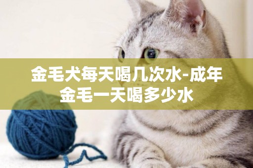 金毛犬每天喝幾次水-成年金毛一天喝多少水