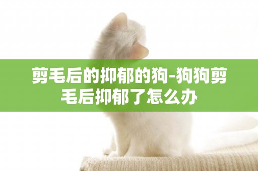 剪毛后的抑郁的狗-狗狗剪毛后抑郁了怎么辦
