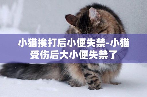 小貓挨打后小便失禁-小貓受傷后大小便失禁了