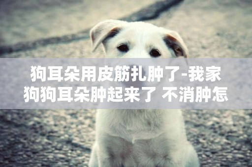 狗耳朵用皮筋扎腫了-我家狗狗耳朵腫起來了 不消腫怎么辦 很痛