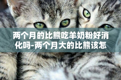 兩個月的比熊吃羊奶粉好消化嗎-兩個月大的比熊該怎么養好