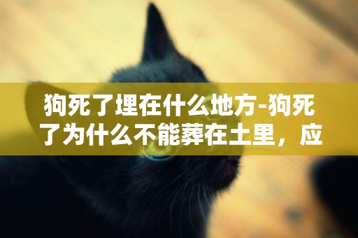 狗死了埋在什么地方-狗死了為什么不能葬在土里，應該怎么埋葬？