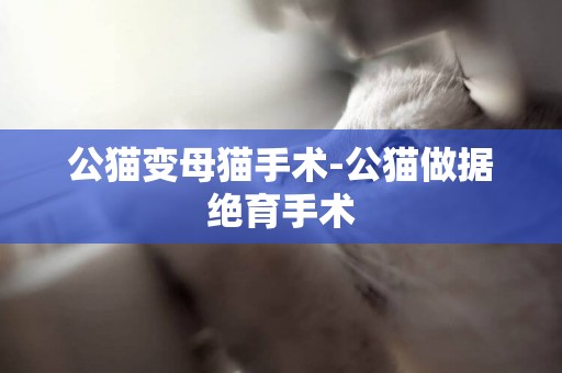 公貓變母貓手術-公貓做據絕育手術