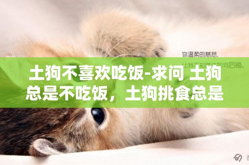 土狗不喜歡吃飯-求問 土狗總是不吃飯，土狗挑食總是不吃