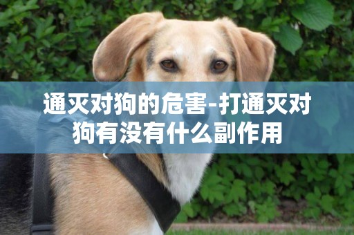 通滅對狗的危害-打通滅對狗有沒有什么副作用