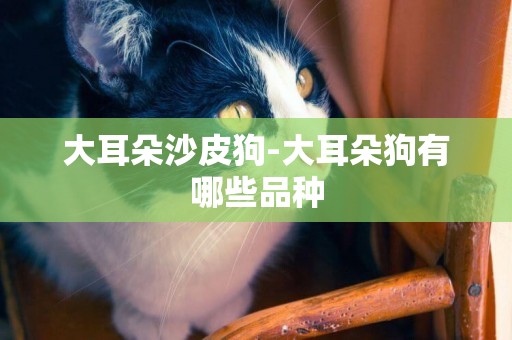 大耳朵沙皮狗-大耳朵狗有哪些品種
