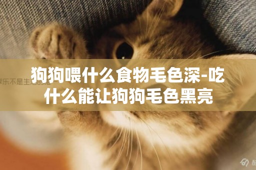 狗狗喂什么食物毛色深-吃什么能讓狗狗毛色黑亮