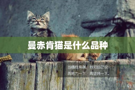 曼赤肯貓是什么品種