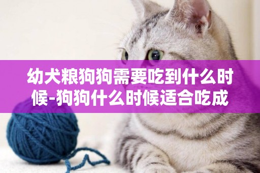 幼犬糧狗狗需要吃到什么時候-狗狗什么時候適合吃成犬糧