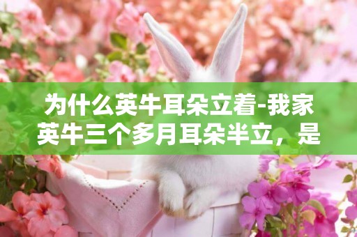 為什么英牛耳朵立著-我家英牛三個多月耳朵半立，是不是不純種？還是我喂錯了？