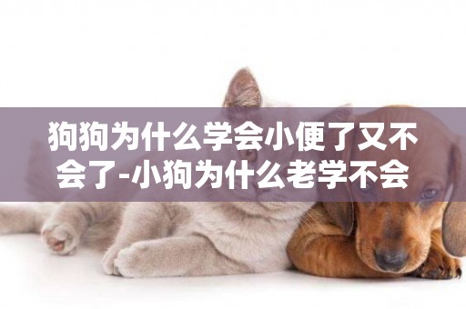 狗狗為什么學會小便了又不會了-小狗為什么老學不會拉屎撒尿？