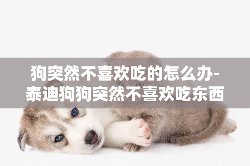狗突然不喜歡吃的怎么辦-泰迪狗狗突然不喜歡吃東西怎么辦