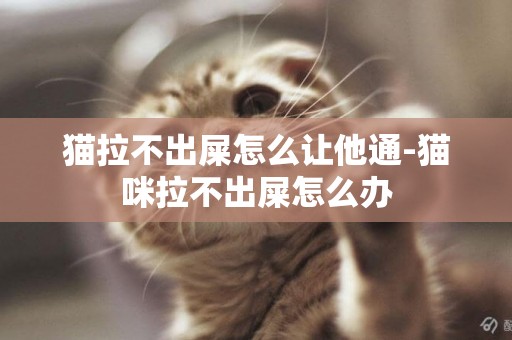 貓拉不出屎怎么讓他通-貓咪拉不出屎怎么辦