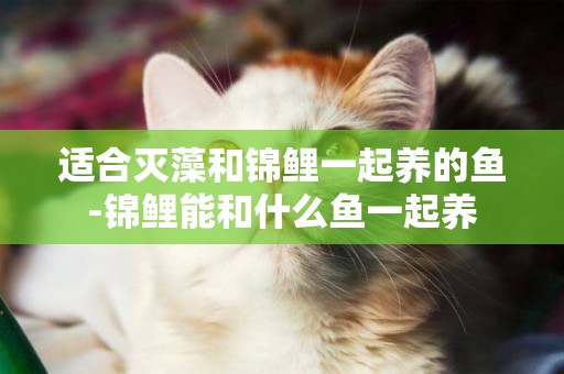 適合滅藻和錦鯉一起養的魚-錦鯉能和什么魚一起養