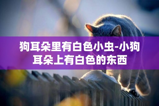 狗耳朵里有白色小蟲-小狗耳朵上有白色的東西