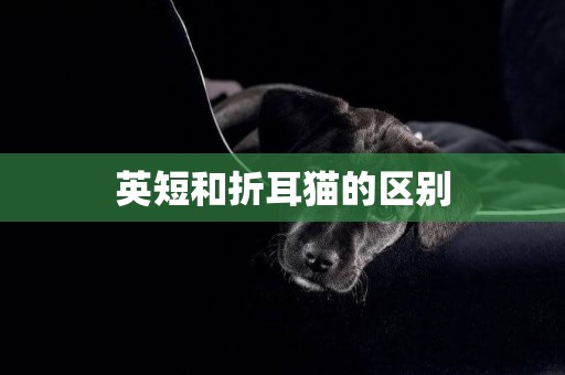 英短和折耳貓的區別