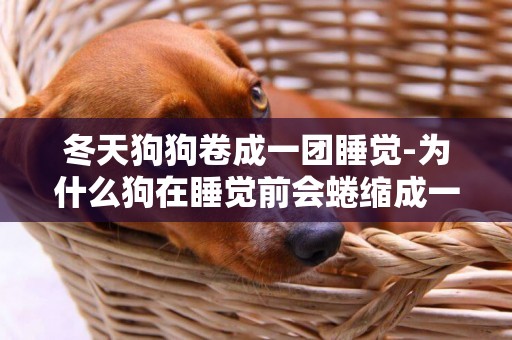 冬天狗狗卷成一團睡覺-為什么狗在睡覺前會蜷縮成一團？