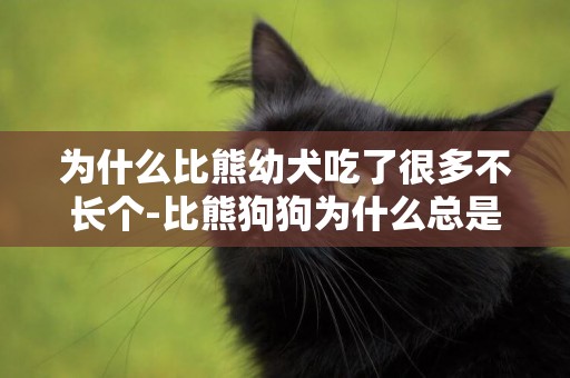 為什么比熊幼犬吃了很多不長個-比熊狗狗為什么總是吃不飽