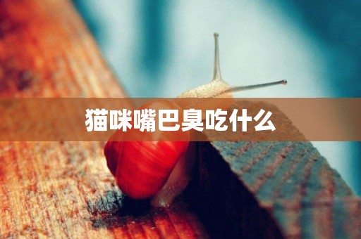 貓咪嘴巴臭吃什么